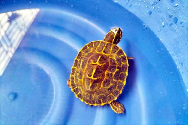 শ্রীমঙ্গলে মাছ বিক্রেতার কাছ থেকে কচ্ছপ উদ্ধার, অবমুক্ত