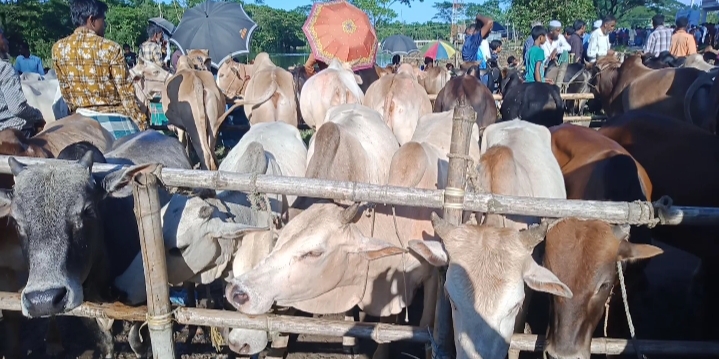 গোয়াইনঘাটে কোরবানির হাটে পর্যাপ্ত পশু থাকলেও দরদামেই সীমাবদ্ধ 