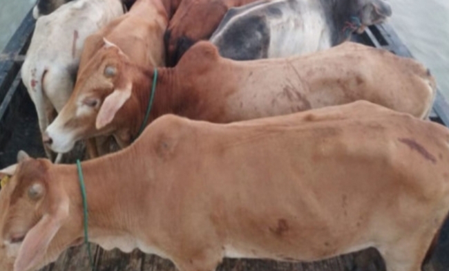 গোয়াইনঘাটে পুলিশের অভিযান; ভারতীয় গরু আটক