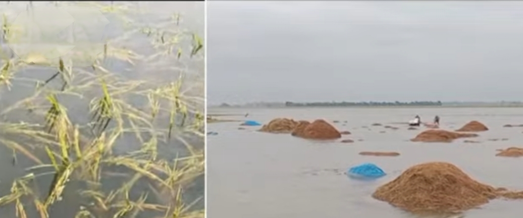 সুনামগঞ্জে ১৩৭ মিমি বৃষ্টি, হাওরে বাড়ছে বিপদের সঙ্কেত