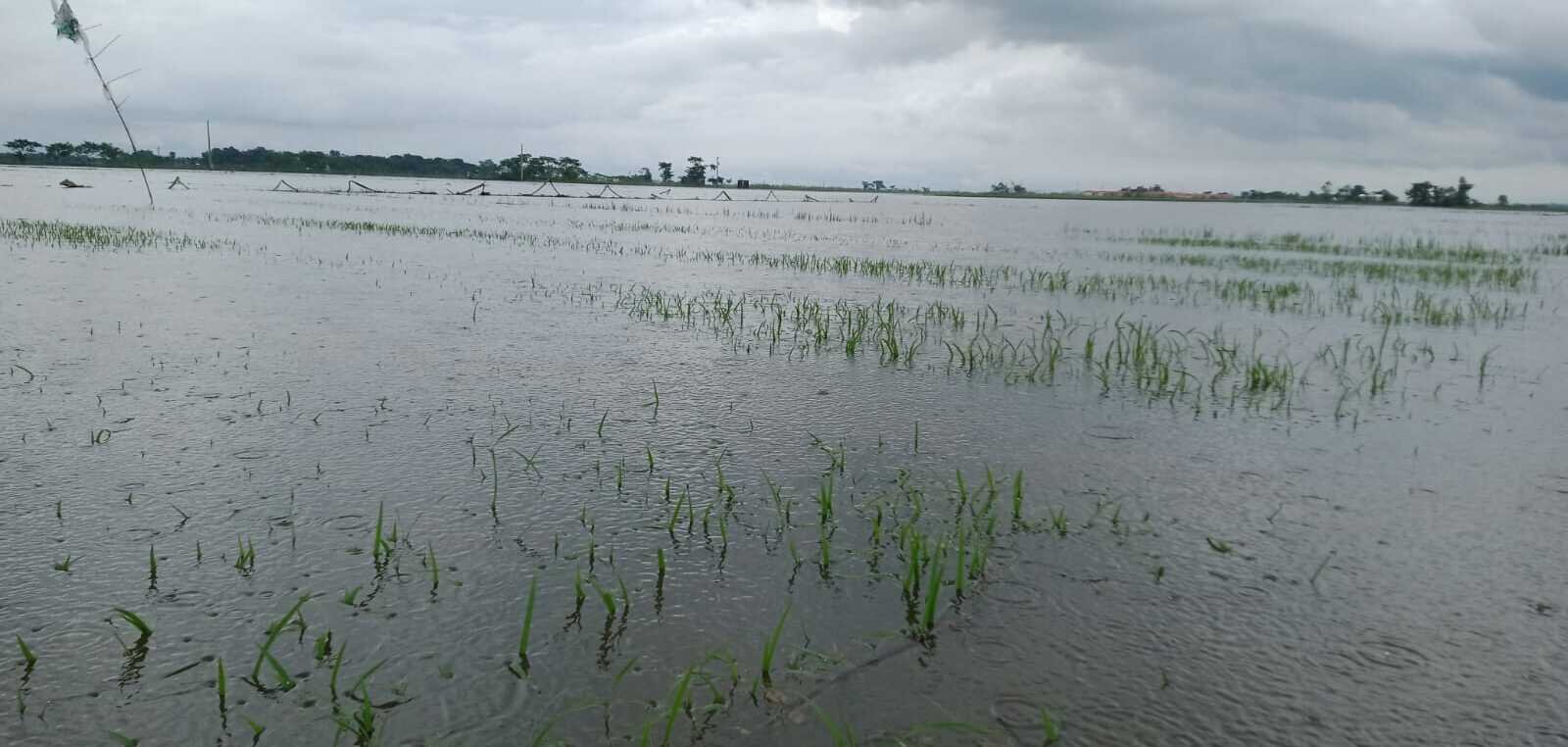 গোয়াইনঘাটে পানি বৃদ্ধি পেয়ে তলিয়ে গেছে বীজতলা