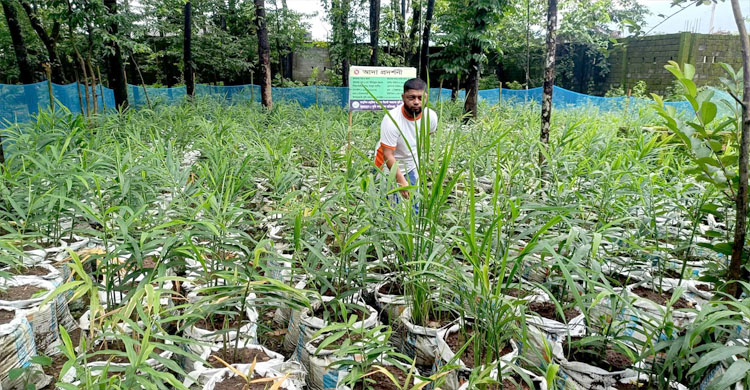 রিসোর্টের পতিত জমিতে বস্তায় আদা চাষ, সফলতার স্বপ্ন দেখছেন জৈন্তাপুরের ইউসুফ