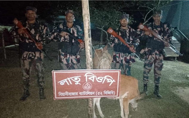 বড়লেখা সীমান্তে ভার*তীয় অ*বৈধ গরু আট*ক