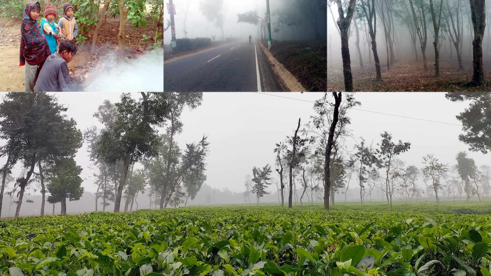 হিমেল হাওয়া আর ঘন কুয়াশায় সূর্যের দেখা নেই মৌলভীবাজারে, বাড়ছে ঠান্ডাজনিত রোগ
