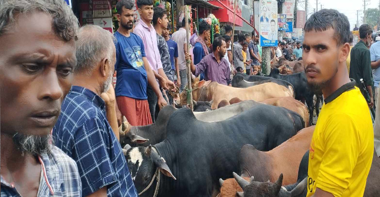 চাহিদা বেশি ছোট ও মাঝারি গরু জমে ওঠেছে জগন্নাথপুর বাজারে পশুর হাট