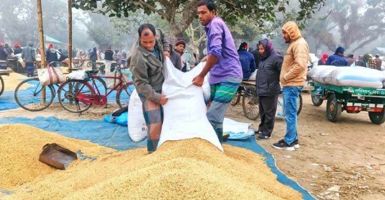 ভালো ফলন, তবু মুখে হাসি নেই কৃষকের