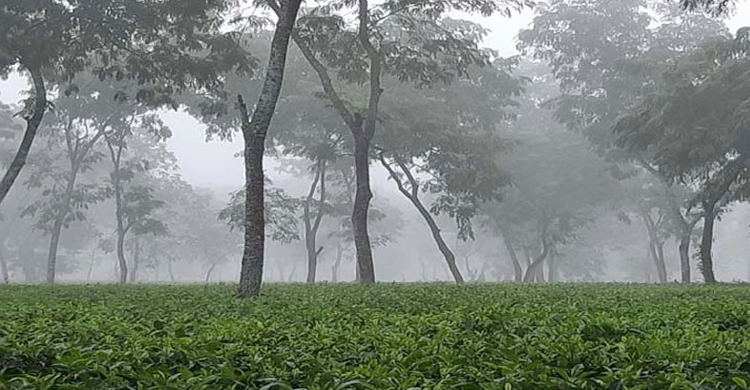 দেশের সর্বনিম্ন তাপমাত্রা আজ শ্রীমঙ্গলে