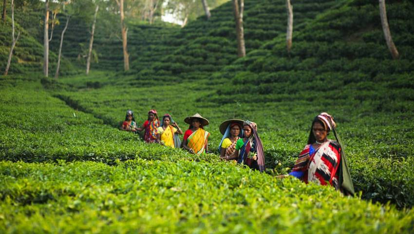 বিদ্যুৎ সংকটে ব্যাহত হচ্ছে চা উৎপাদন