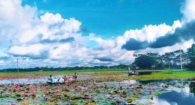 তাহিরপুরের নতুন আকর্ষন লাল শাপলার বিল