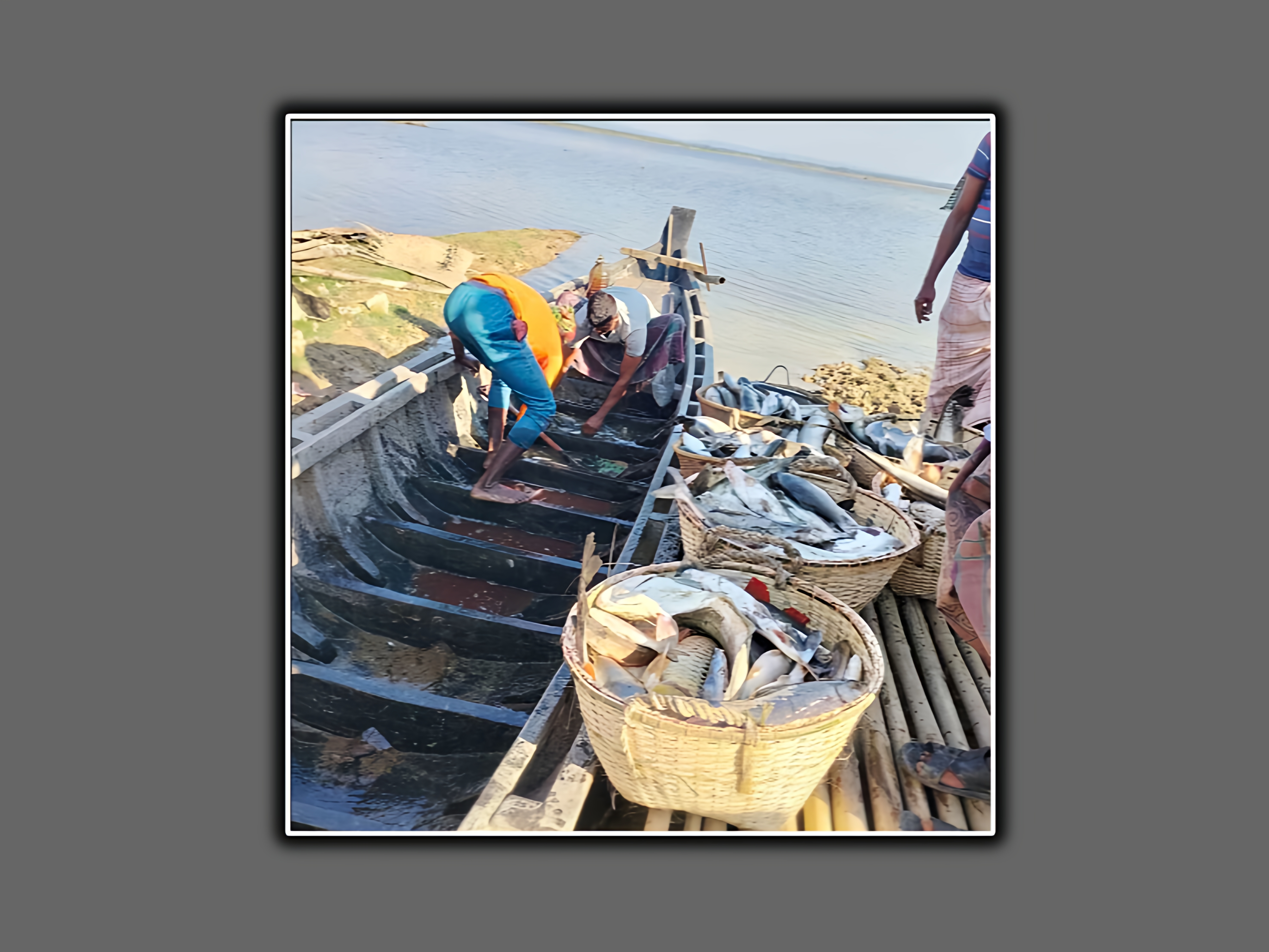 হাকালুকির অভয়াশ্রমে চলছে মাছ লুটের মহোৎসব