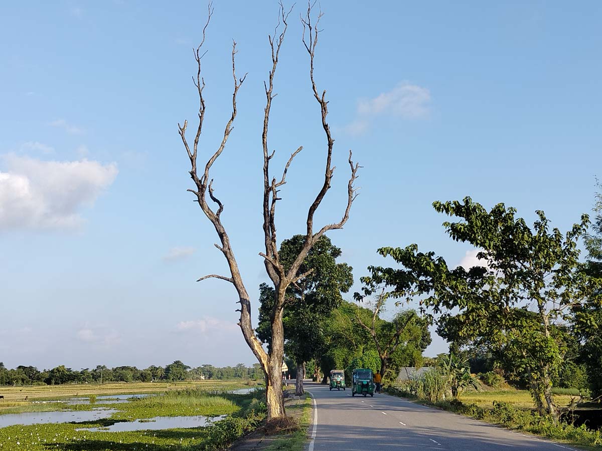 দোয়ারাবাজারে মরা গাছে দুর্ঘটনার আশঙ্কা!