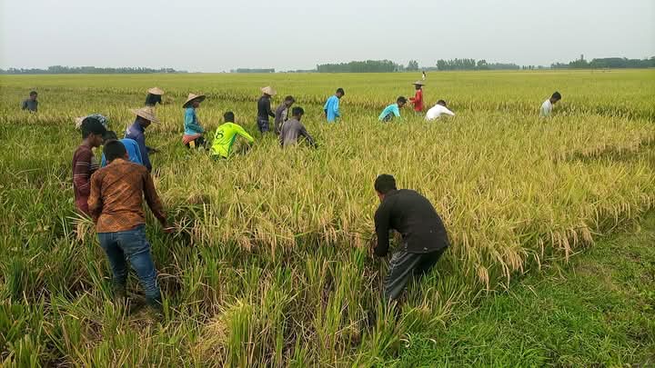 আজমিরীগঞ্জে লক্ষ্যমাত্রা ছাড়িয়েছে বোরো উৎপাদন