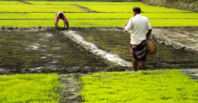 আজমিরীগঞ্জে বোরো ধানের  বীজ তলা তৈরিতে ব্যাস্ত কৃষক  