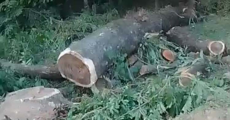 দোয়ারাবাজারে সরকারি গাছ কর্তন, জ ব্দ করলো প্রশাসন