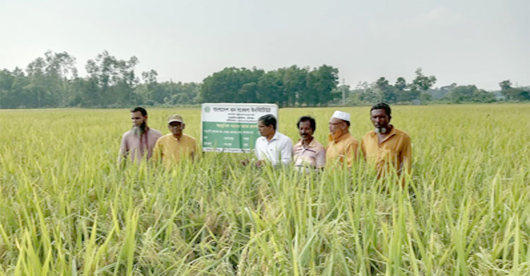 মাধবপুরে ধানে নতুন বিপ্লব&mdash;ব্রি ধান-১০৩, উচ্চ ফলনে কৃষকের মুখে হাসি
