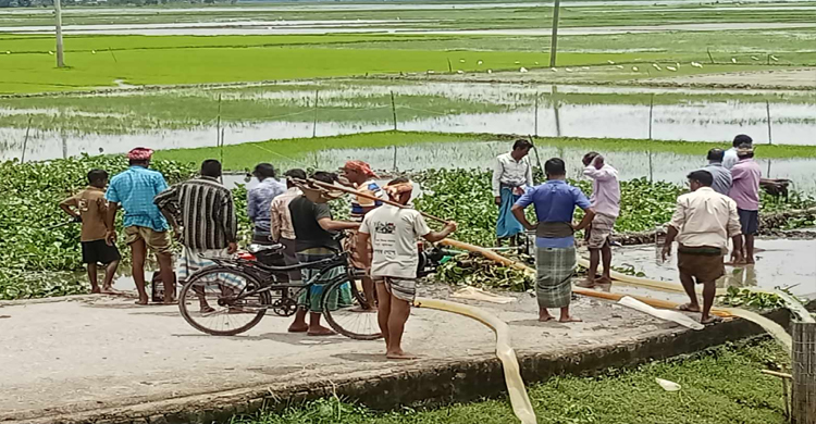 আজমিরীগঞ্জে বীজতলা বাঁচাতে ব্যাস্ত কৃষকরা