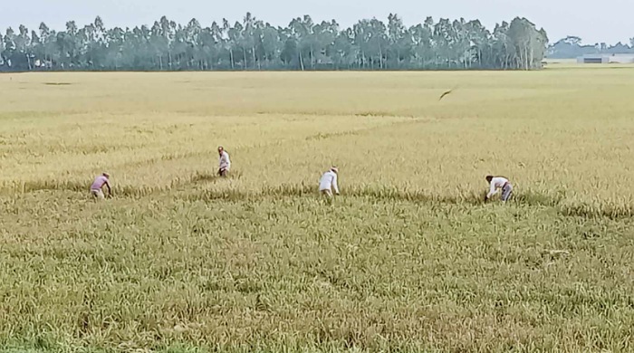 আজমিরীগঞ্জে বুরো ধানের বাম্পার ফলনে কৃষকের মুখে  হাসি