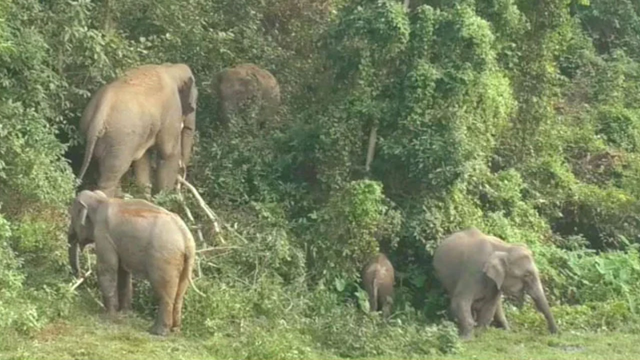  বন্যহাতির আ ক্র ম ণে বৃদ্ধার মৃ*ত্যু 