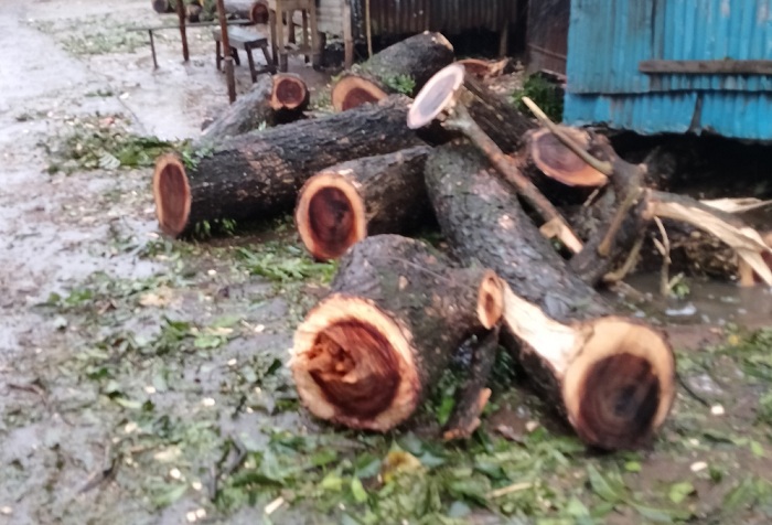 কমলগঞ্জে জোরপূর্বক সড়কের গাছ কাটার অভিযোগ 