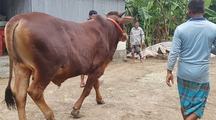 শায়েস্তাগঞ্জে বিক্রির জন্য প্রস্তুত ২৫ মনের জায়েদ খান