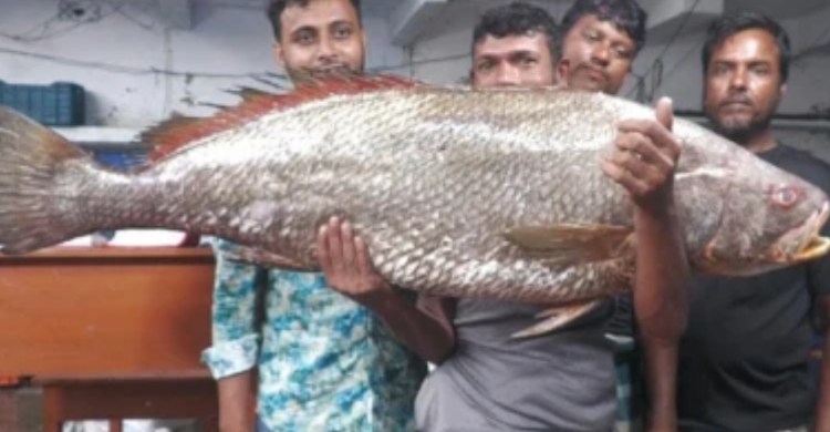 বঙ্গোপসাগরে জালে উঠল ২২ কেজির দামি মাছ, বিক্রি ৩.৫৫ লাখে
