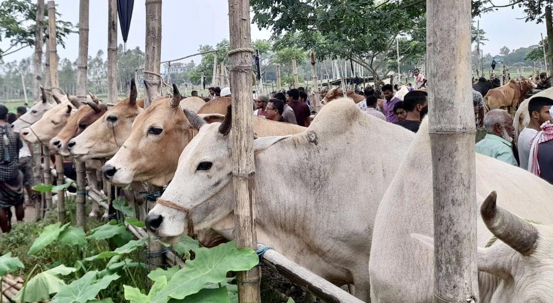 নবীগঞ্জে জমে উঠেছে জমজমাট পশুর হাট