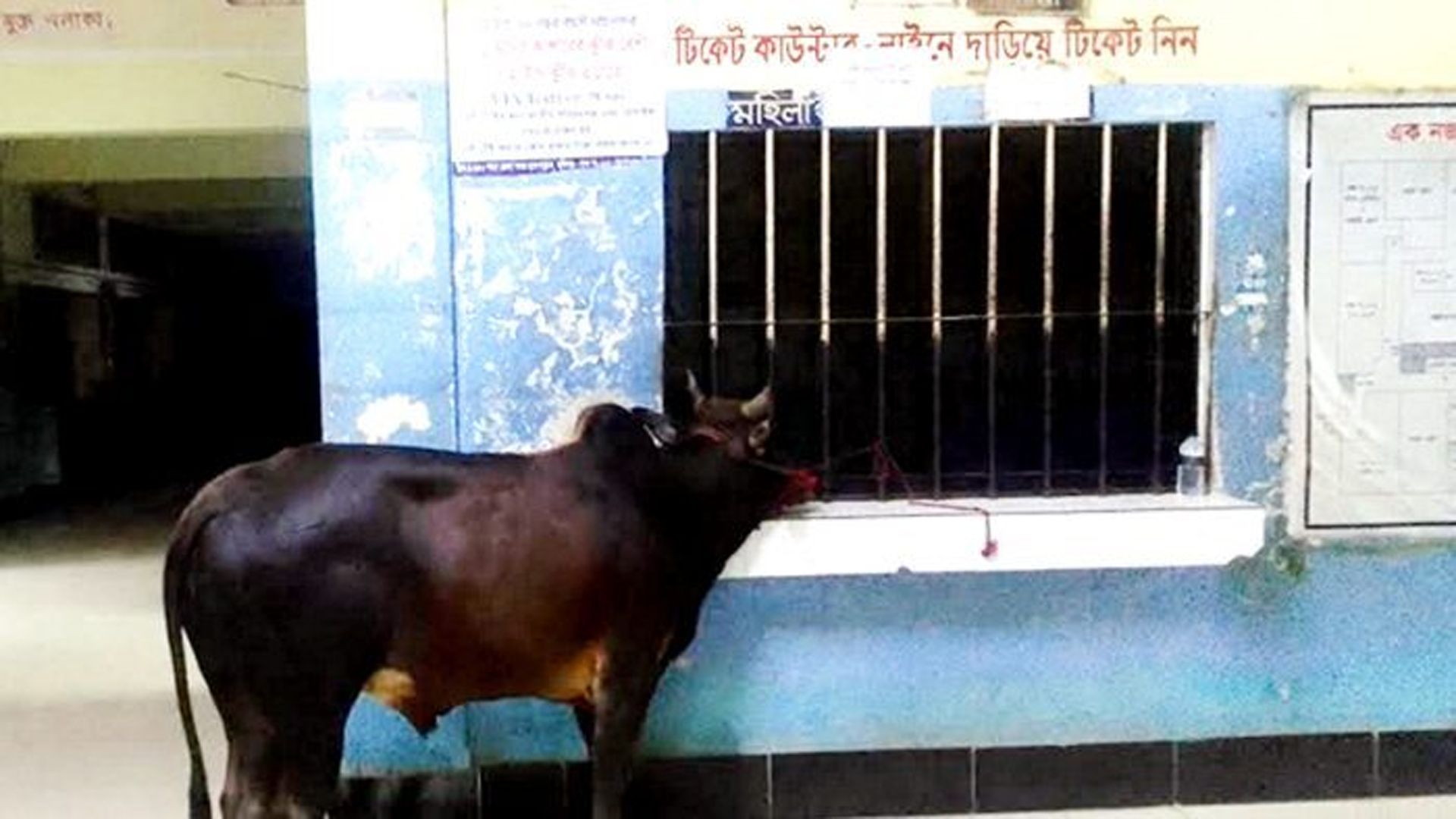 হবিগঞ্জ সদর হাসপাতালের টিকেট কাউন্টারে গরু
