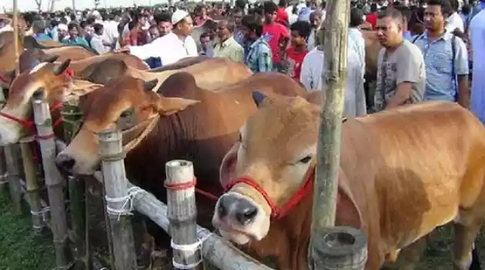 হবিগঞ্জে জমে উঠেছে কোরবানির পশুর হাট,দাম বেশি হওয়ায় ক্রেতারা হতাশ