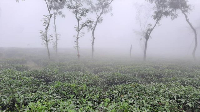 সর্বনিম্ন তাপমাত্রা শ্রীমঙ্গলে