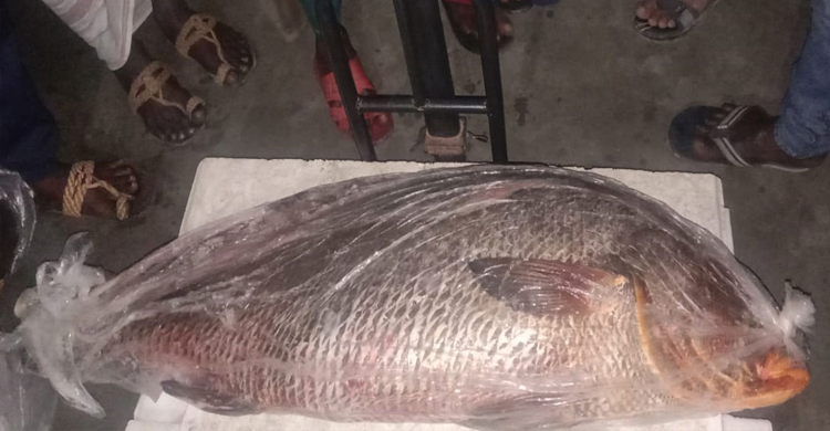 ৫ লাখ টাকায় বিক্রি হলো সেই মাছটি 