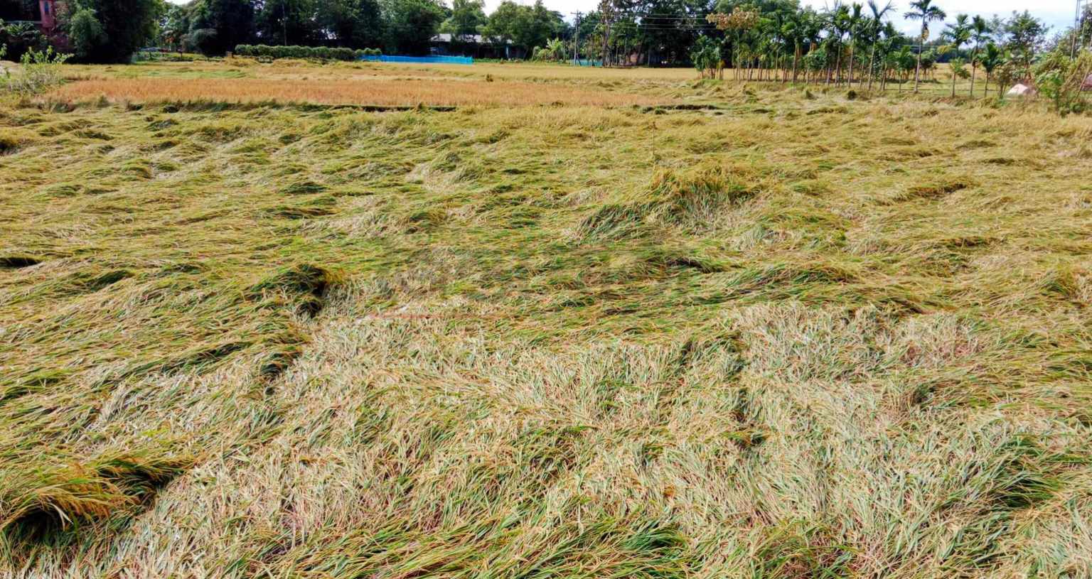 ঘূর্ণিঝড় মিধিলির প্রভাবে কমলগঞ্জে ফসলের ব্যাপক ক্ষয়ক্ষতি