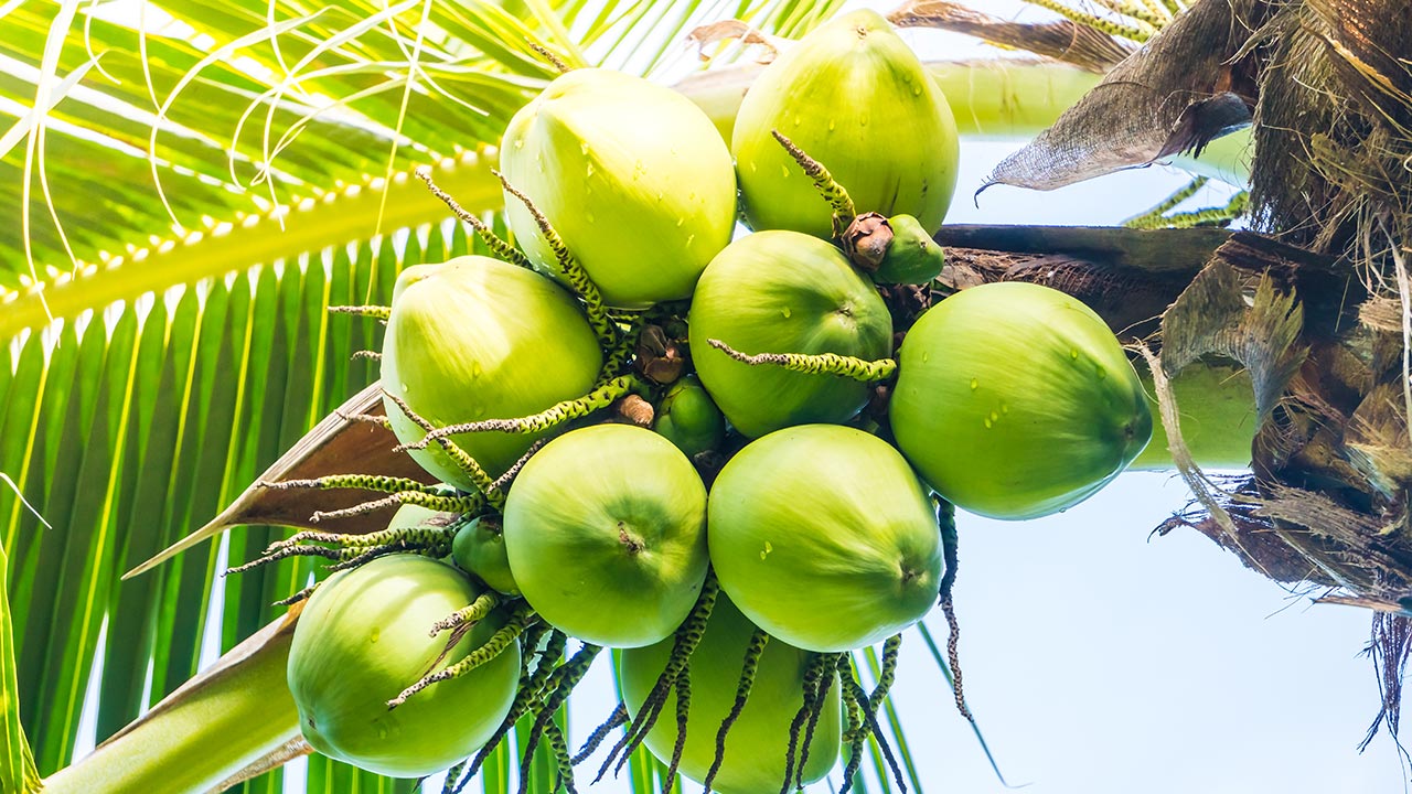 খালি পেটে ডাবের পানি খেলে শরীরে যা ঘটে