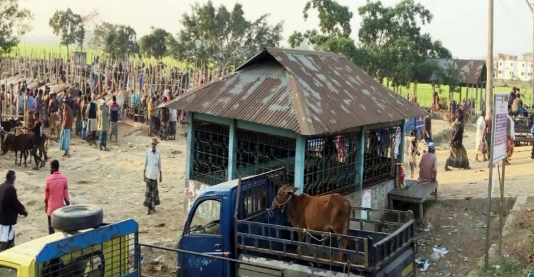 নবীগঞ্জের জনতার ও মেলার বাজার পশুর হাট এখন বি*ষফোড়াঁ