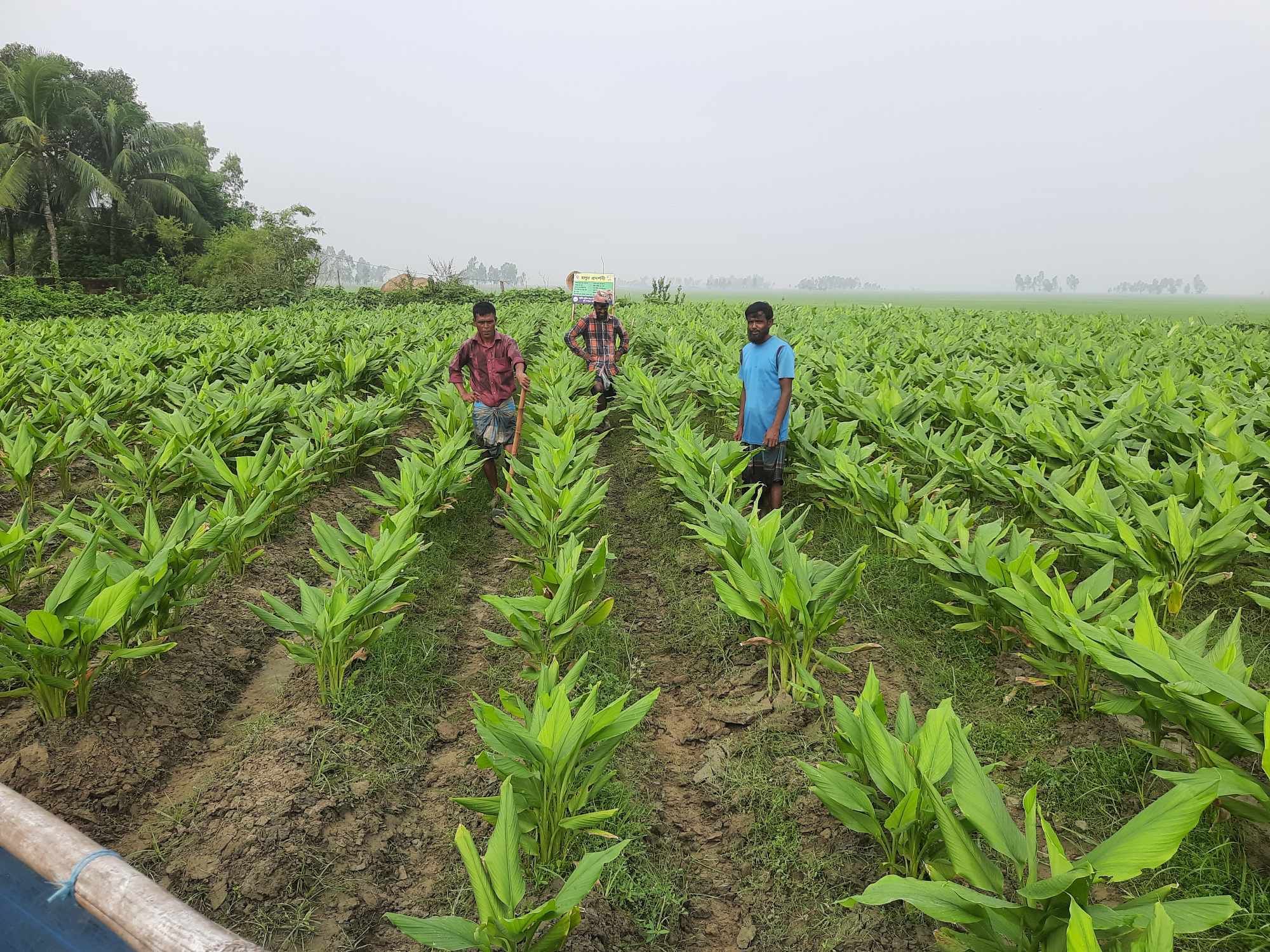 লাখাই হলুদের বাম্পার ফলনে কৃষকের মুখে হাসি
