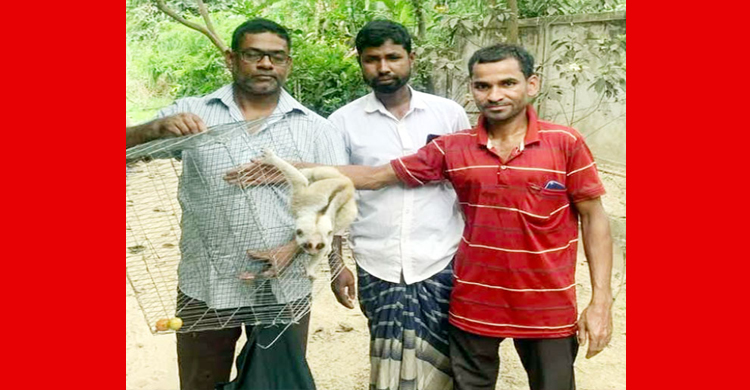 মৌলভীবাজারে বিরল প্রজাতির লজ্জাবতী বানর উ দ্ধা র