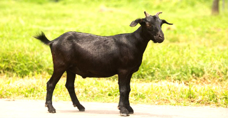 বাহুবলে ছাগল নিয়ে সং ঘ র্ষে ১ ব্যক্তি নি হ ত