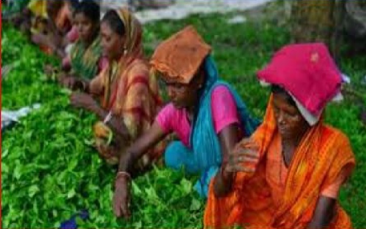 শ্রম অধ্যাদেশে চা শ্রমিকদের  স্বা*র্থকে উপে*ক্ষা করা হয়েছে