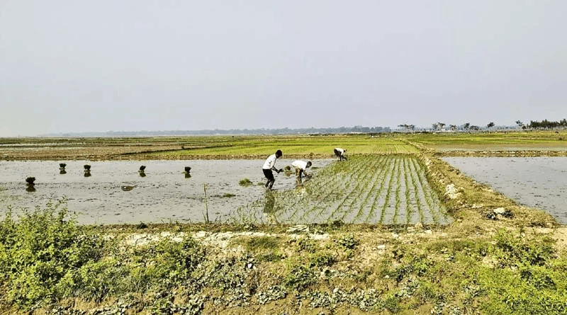 মৌলভীবাজারের হাওরগুলোতে বোরো চাষের ধুম