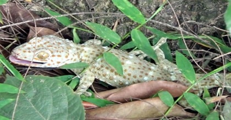 হবিগঞ্জে বণ্যপ্রাণী তক্ষক অবমুক্ত