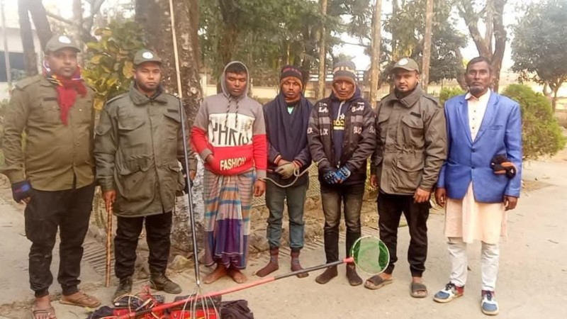 টাঙ্গুয়ার হাওরে ফাঁ দ পেতে পাখি শি কা র, গ্রে প্তা র ২