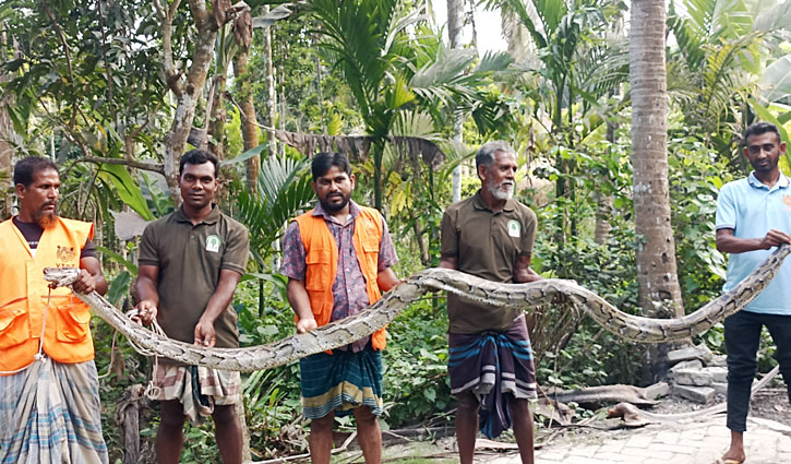 শরণখোলায় ২০ ফুট লম্বা অজগর উ দ্ধা র
