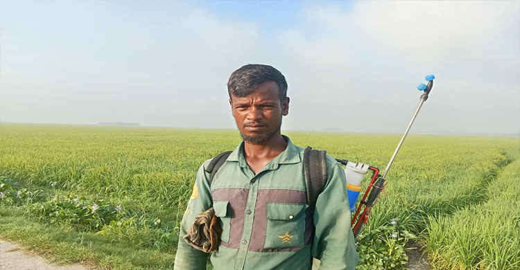 আজমিরীগঞ্জে রোপা আমন ধানের সবুজ পাতায় দোল খাচ্ছে কৃষকের স্বপ্ন