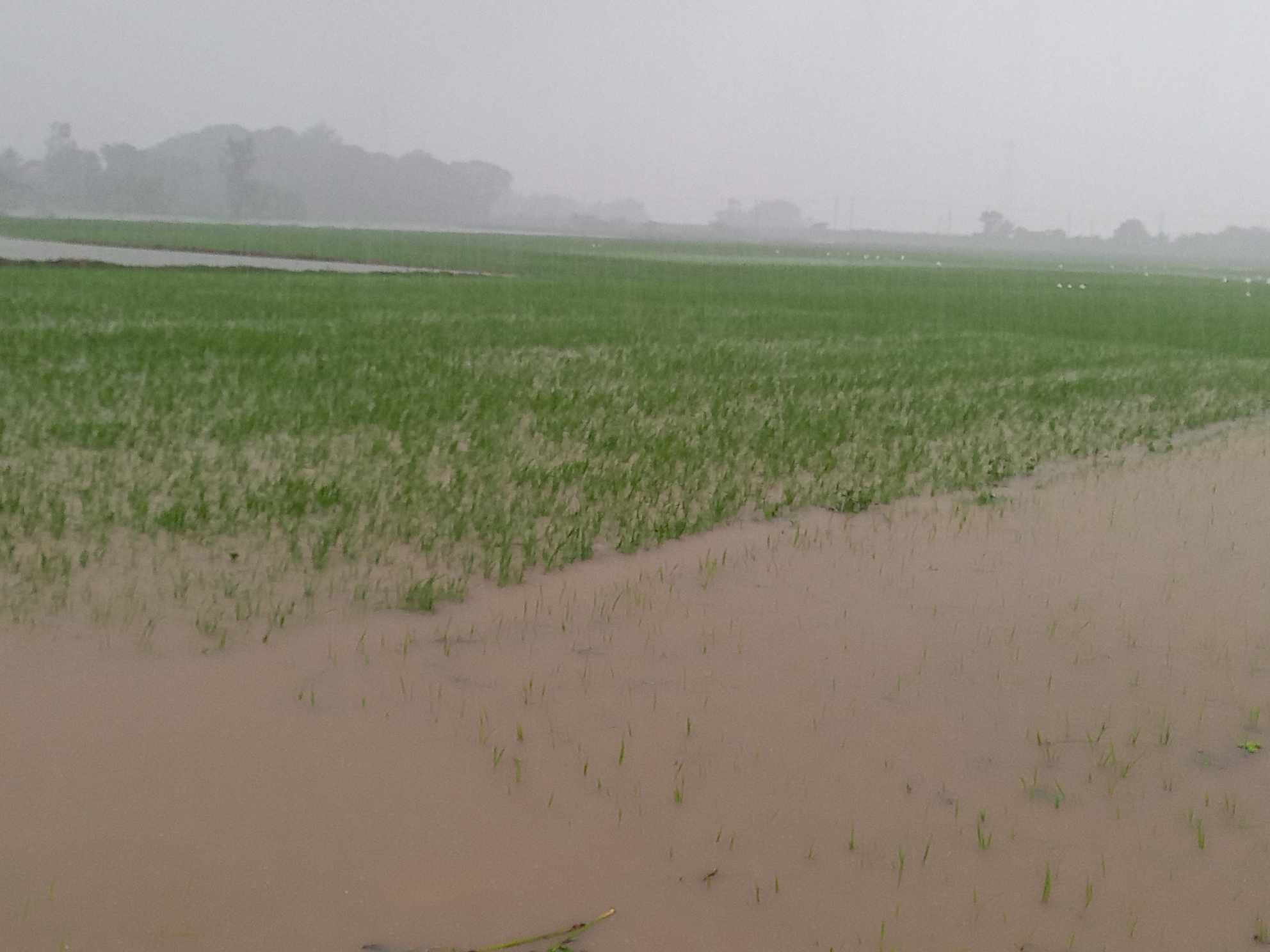 বৃষ্টিতে তলিয়ে যাচ্ছে আমন ক্ষেত