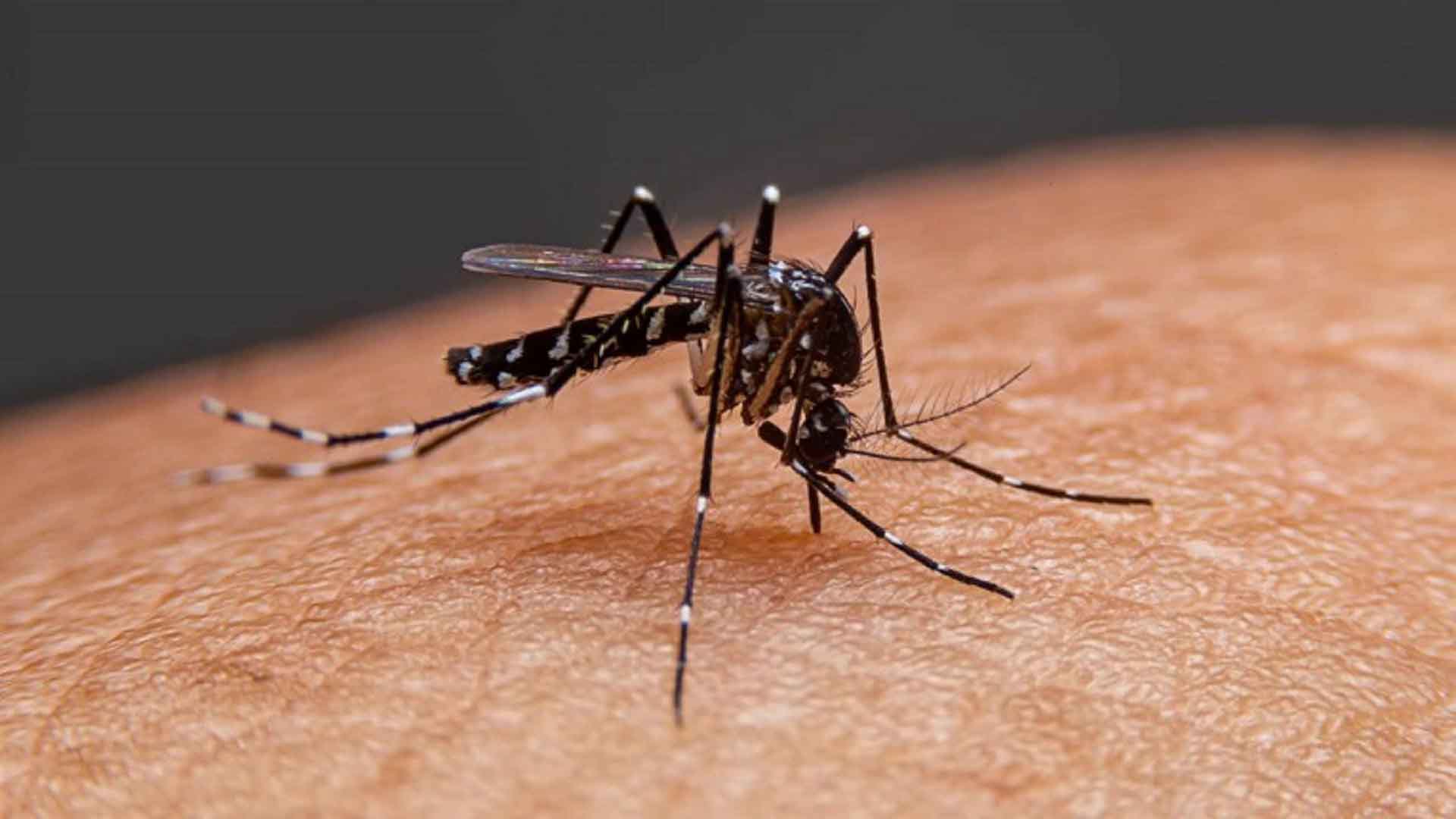 জুলাই-আগস্টে ডেঙ্গুর ভ'য়াবহতা বাড়ার শ'ঙ্কা