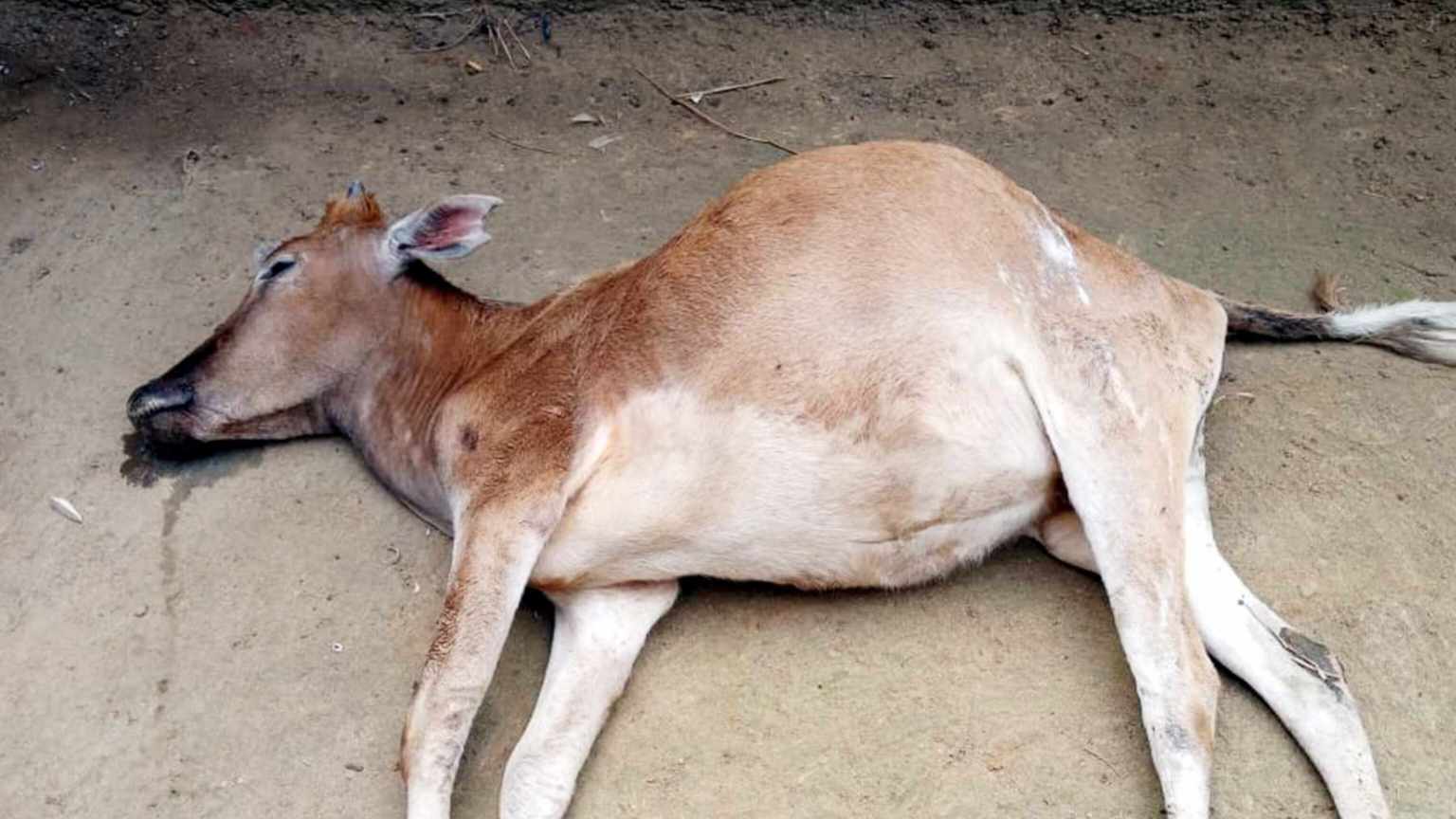 চা বাগানে মদের বর্জ্য খেয়ে দুই গরুর মৃত্যু