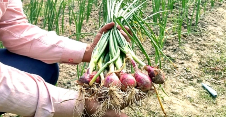 পীরগঞ্জে পেঁয়াজের বাম্পার ফলনে কৃষকের মুখে হাসি