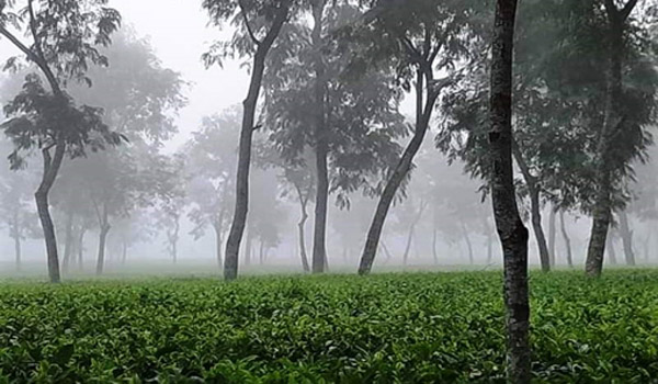 মৌলভীবাজারসহ ১০ জেলায় বইছে শৈত্যপ্রবাহ