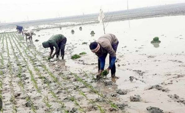লাখাইয়ে কৃষকের স্বপ্নের কাছে হার মানছে শীত 