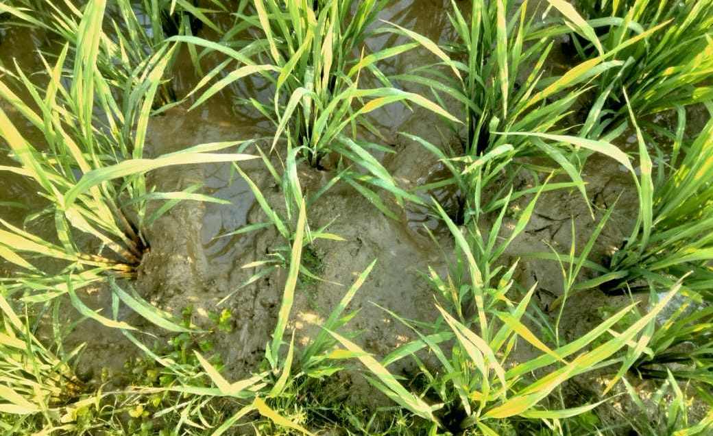 লাখাইয়ে হাওরে পানি সং*কট, দু*শ্চিন্তায় কৃষকেরা