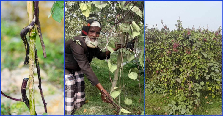মাধবপুরে কৃষকের ৮ শ ফলন্ত সীম গাছ কেটে দিল দু র্বৃ ত্ত রা